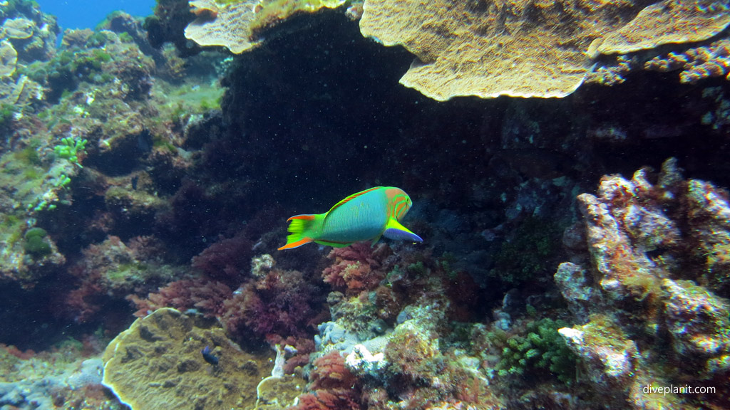 Surge wrasse diving The Arch and other great terrain outside the lagoon at Lord Howe Island