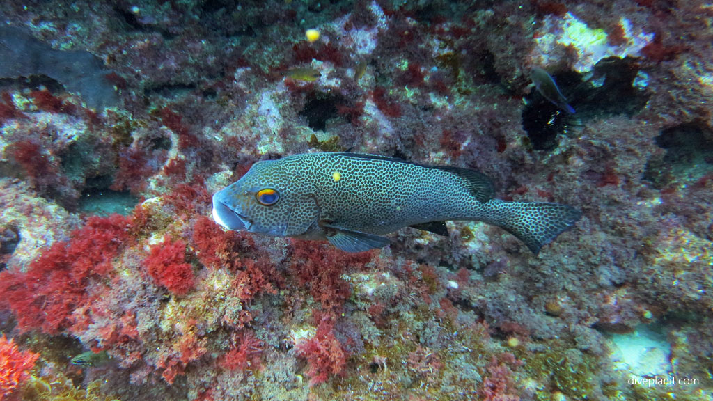 Spotted Sweetlipsdiving The Arch and other great terrain outside the lagoon at Lord Howe Island