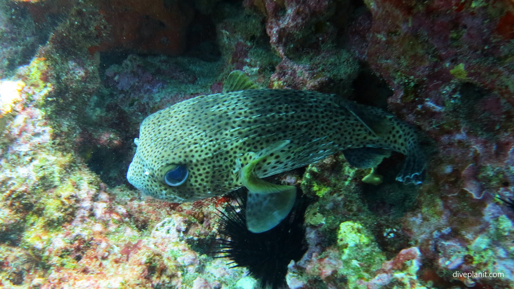 Freckled porcupinefish diving The Arch and other great terrain outside the lagoon at Lord Howe Island