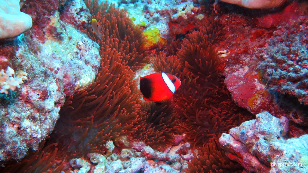 Feisty little clown fish diving Cindy's Reef at Espiritu Santo diving Vanuatu by Diveplanit