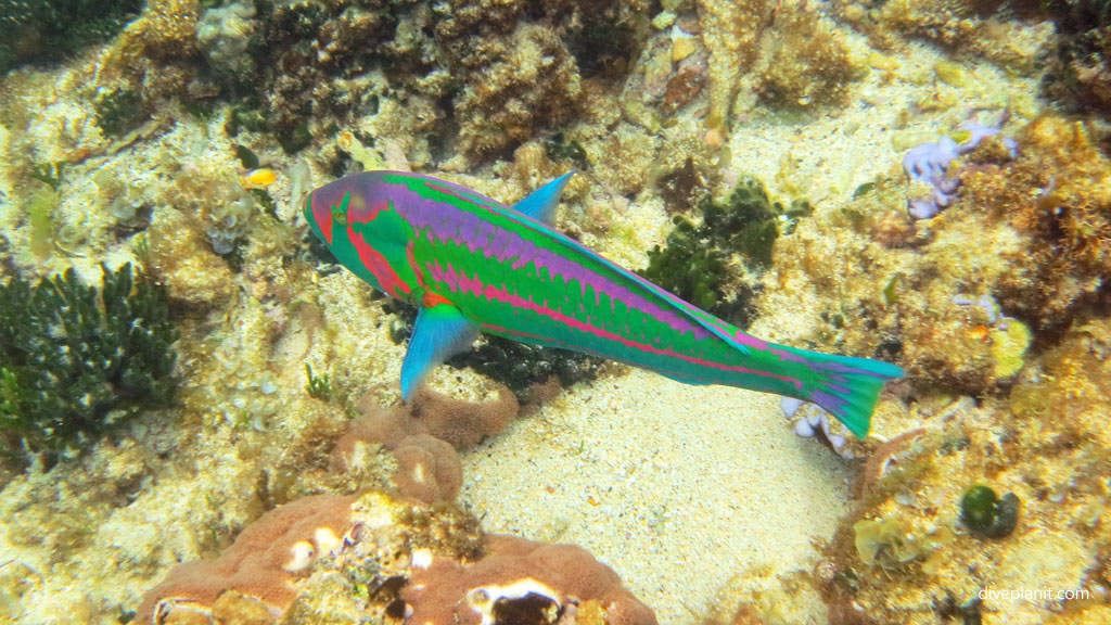Surge Wrasse at North Bay diving inside The Lagoon at Lord Howe Island