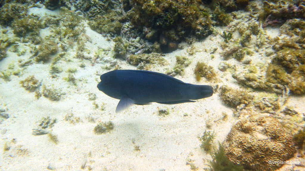 Double Headed Wrasse at North Bay diving inside The Lagoon at Lord Howe Island