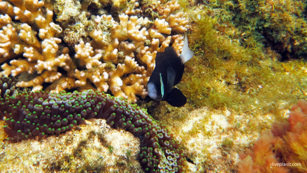 Coral with a McCullochs anemonefish North Bay diving inside The Lagoon at Lord Howe Island
