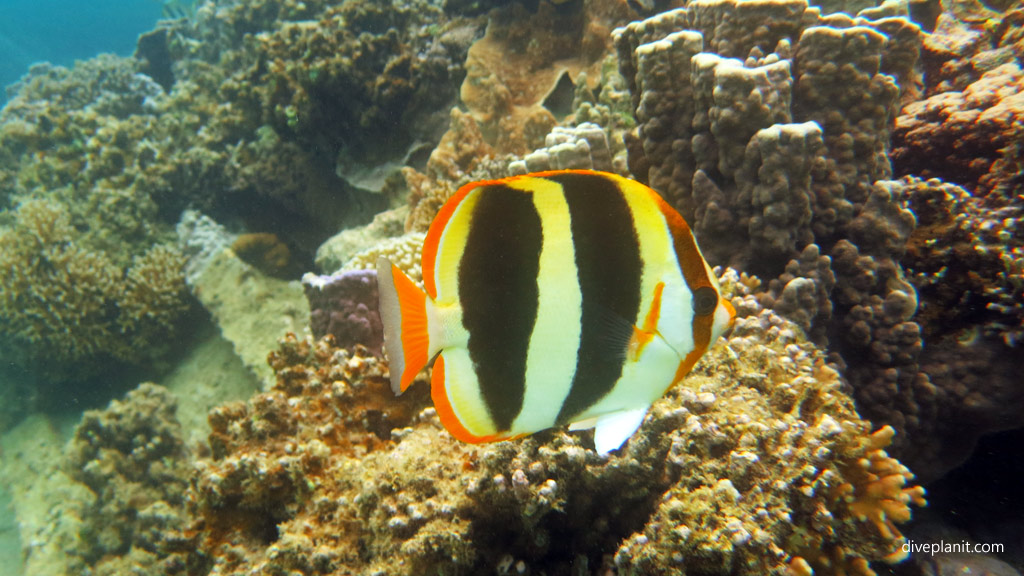 Three banded coralfish at North Bay diving inside The Lagoon at Lord Howe Island