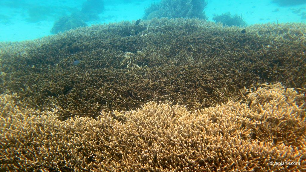 Extensive coral beds of branching coral North Bay diving inside The Lagoon at Lord Howe Island