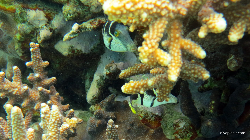 Juvenile female Saddler pufferfish hiding amongst the horns of coral North Bay diving inside The Lagoon at Lord Howe Island 