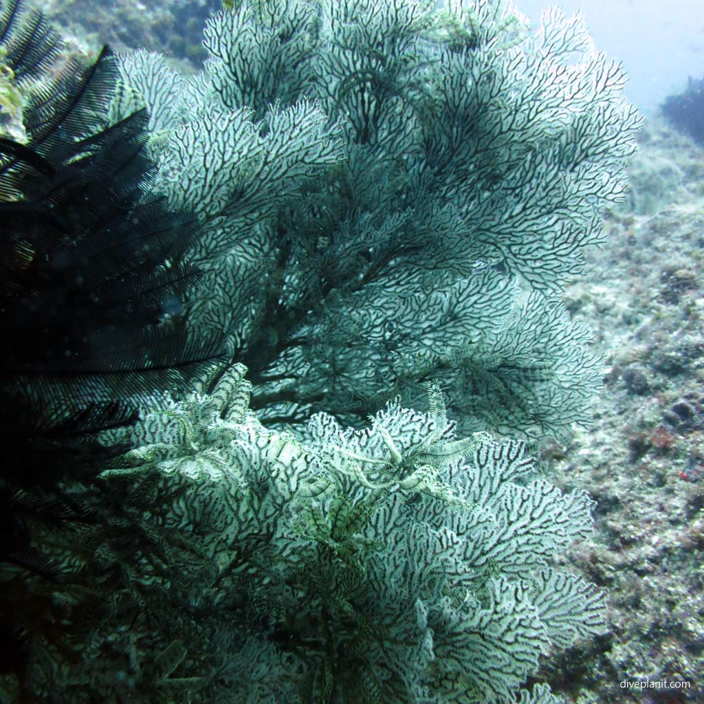 Small dusky hydroids 10 June Island. Diving holiday, travel planning tips for Lord Howe Island - where, when, who and how