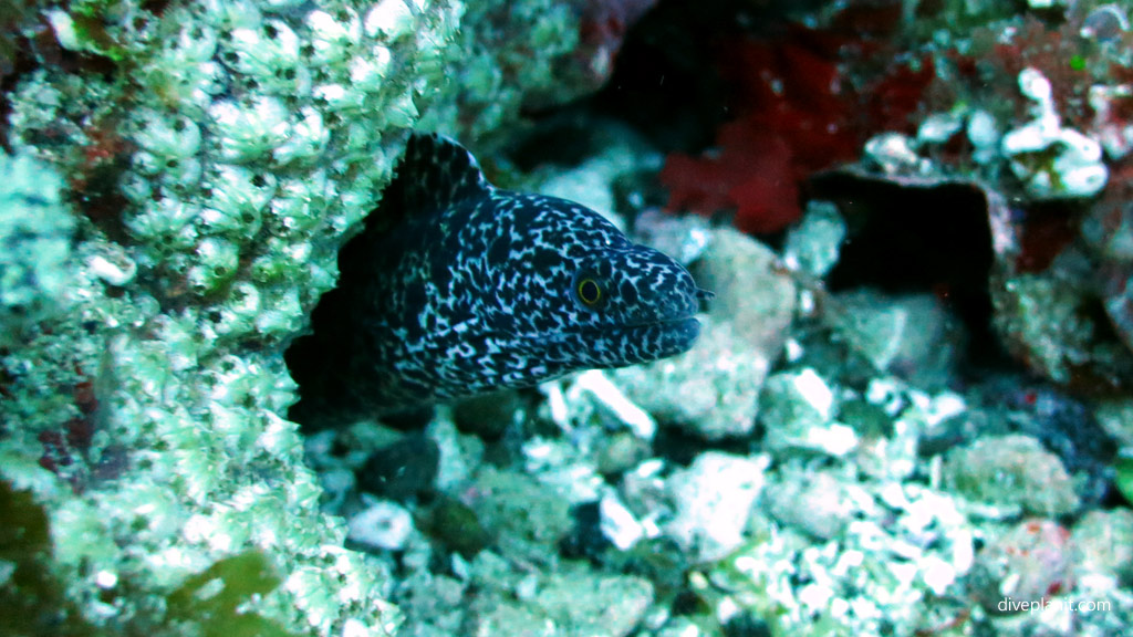 Mosaic Moray 10 June Island. Diving holiday, travel planning tips for Lord Howe Island - where, when, who and how