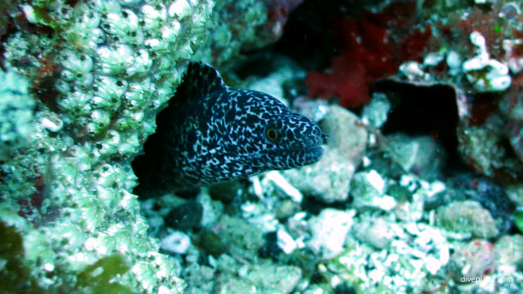 Mosaic Moray 10 June Island. Diving holiday, travel planning tips for Lord Howe Island - where, when, who and how