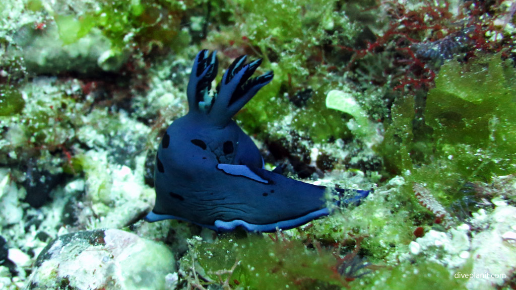 Blue nudi 10 June Island. Diving holiday, travel planning tips for Lord Howe Island - where, when, who and how
