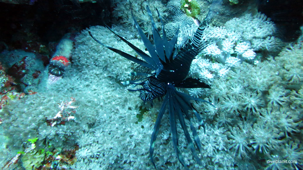 Black and white lionfish 10 June Island. Diving holiday, travel planning tips for Lord Howe Island - where, when, who and how