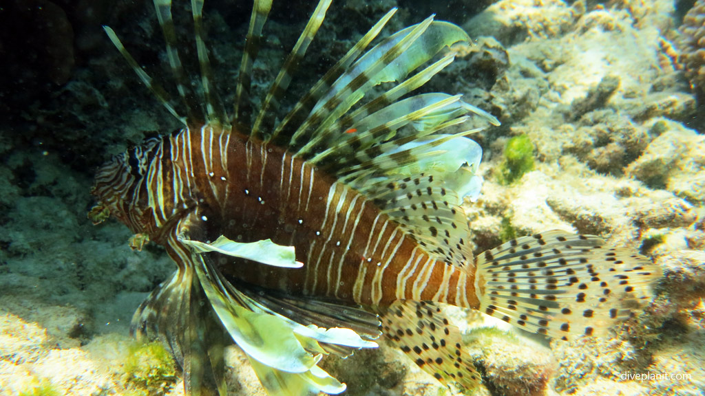 Common Lionfish Comets Hole diving inside The Lagoon at Lord Howe Island