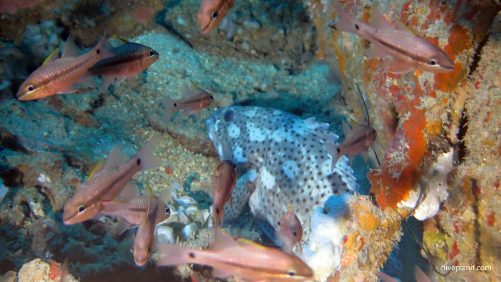 Camouflaged grouper hoping not to be spotted diving USS Tucker at Espiritu Santo diving Vanuatu by Diveplanit
