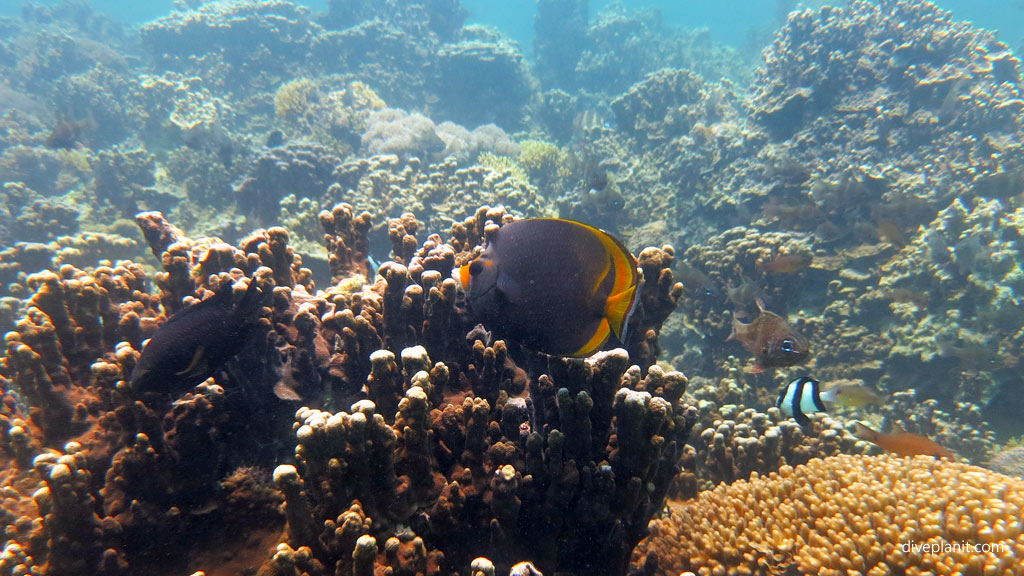 Dusky Butterflyfish Comets Hole diving inside The Lagoon at Lord Howe Island