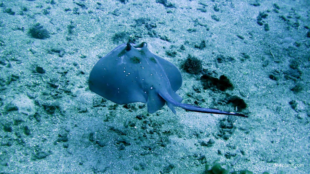 Spotted ray shoots through diving USS Tucker at Espiritu Santo diving Vanuatu by Diveplanit