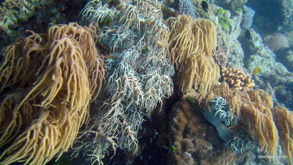 Great Barrier Reef diving aboard Sea Quest. Scuba diving tips for Plate Top on Norman Reef - where, when, who and how