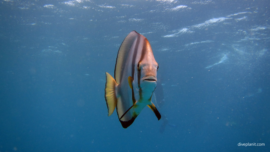 Great Barrier Reef diving aboard Sea Quest. Scuba diving tips for Plate Top on Norman Reef - where, when, who and how