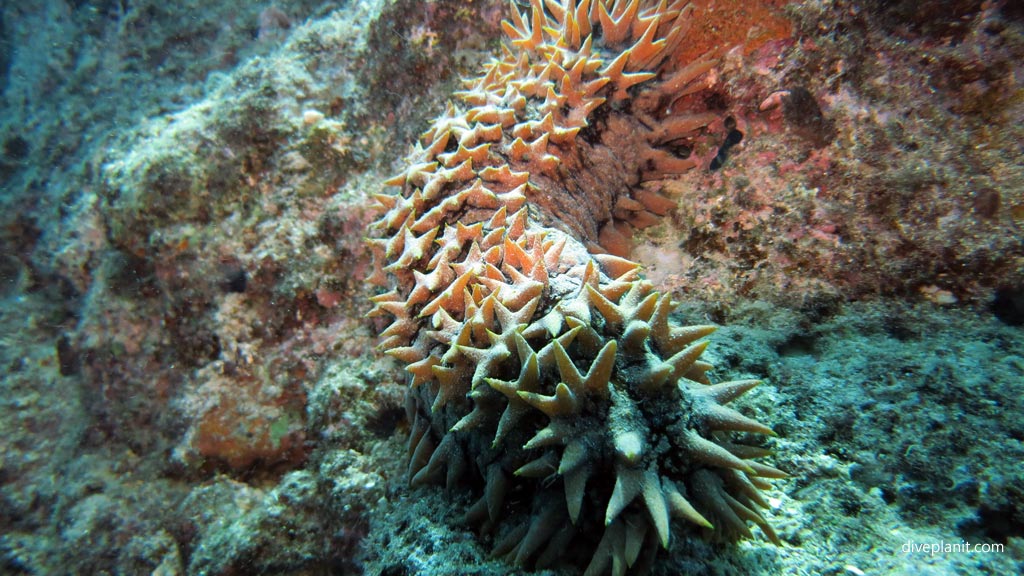 Not a sea cucumber - a sea pineapple diving Hideaway Island House Reef at Port Vila diving Vanuatu by Diveplanit