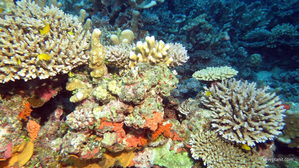 A great place to dive or snorkel diving Cindy's Reef at Espiritu Santo diving Vanuatu by Diveplanit