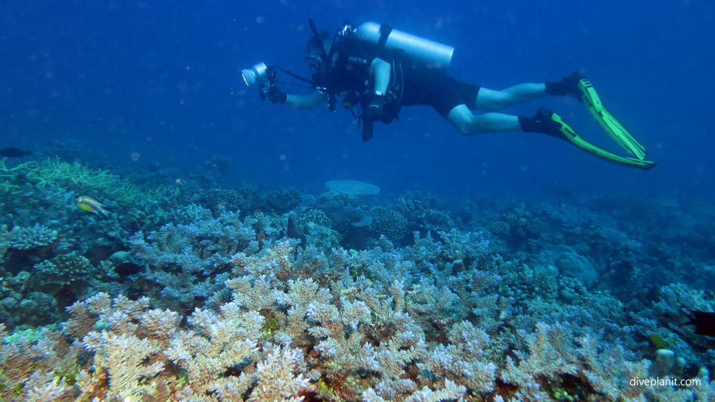 Trying out the new lamp diving Cindy's Reef at Espiritu Santo diving Vanuatu by Diveplanit