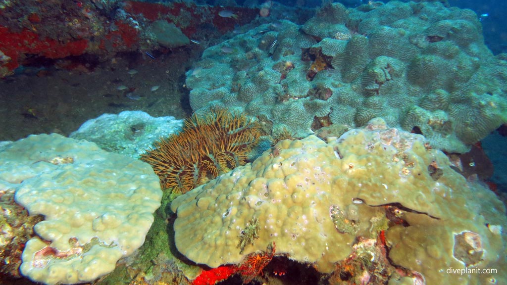 Over 70 years the wreck has been coralised diving SS President Coolidge wreck at Espiritu Santo diving Vanuatu by Diveplanit
