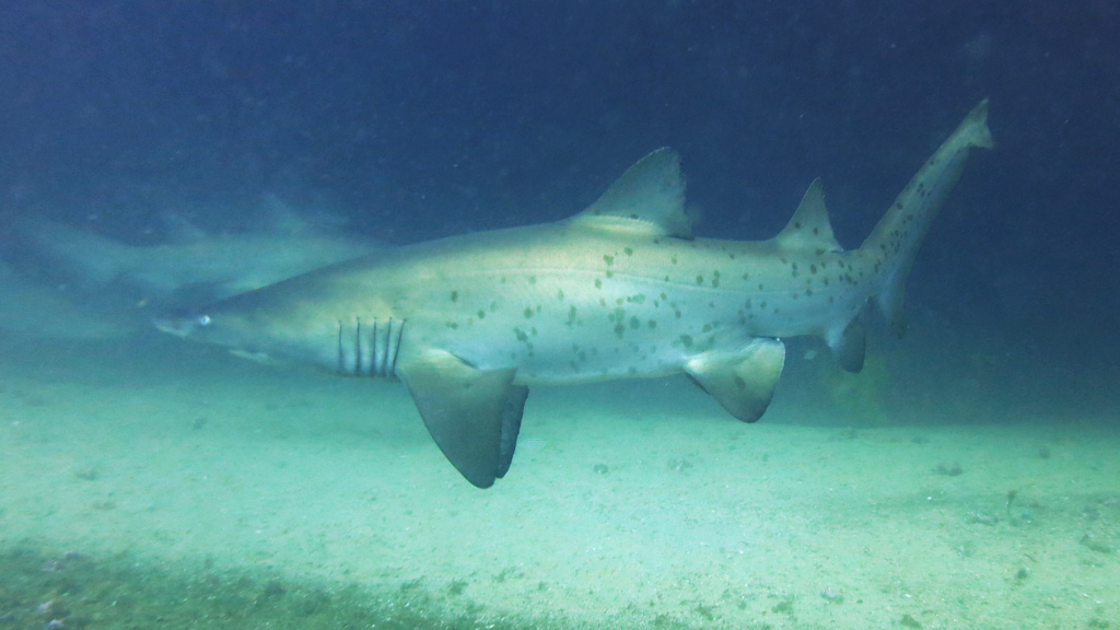 Grey Nurse Shark at Magic Point in front of the cave
