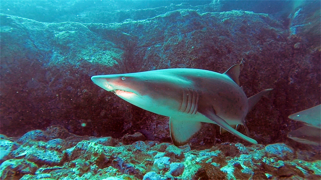 Jetty Dive Centre Coffs Harbour from GoPro footage in Grey Nurse Gutters