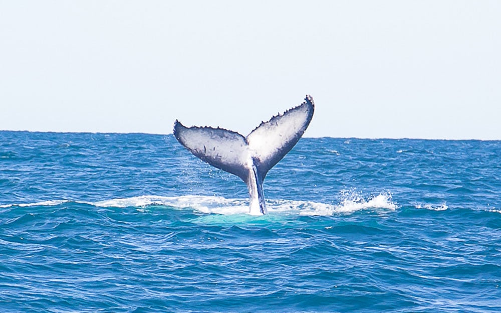 Whale watching with Jetty Dive, Coffs-Harbour