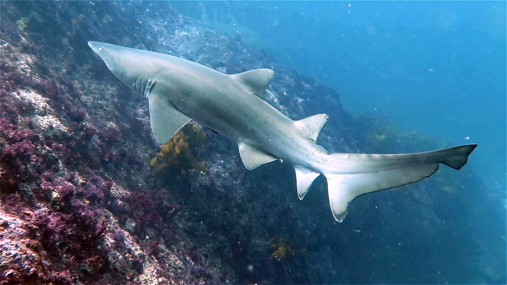 Looking Glass Broughton Island Port Stephens NSW a Grey Nurse Shark Swims Away
