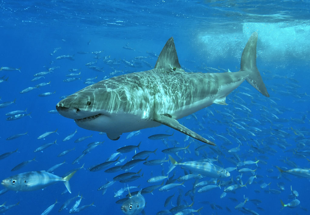 Magnificent White shark, credit Wikimedia Commons, Terry Goss