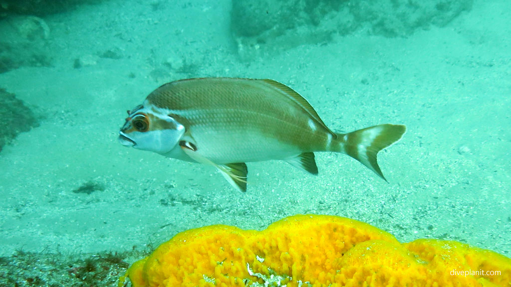 Bare Island dive site, La Perouse, Sydney, NSW. Shore dive: how to find it, safe entry point, what to look out for, what you might see, who to go with