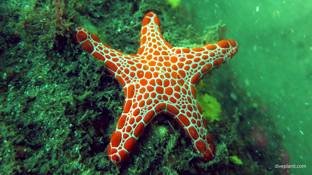 Bare Island dive site, La Perouse, Sydney, NSW. Shore dive: how to find it, safe entry point, what to look out for, what you might see, who to go with