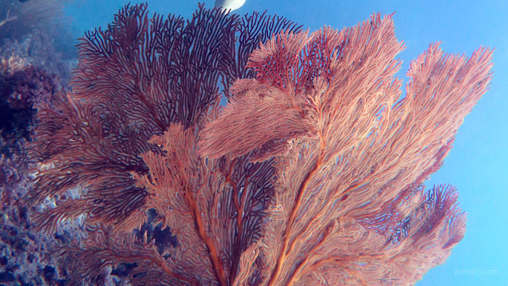 Seafans at Coral Gardens diving Vomo in the Fiji Islands by Diveplanit