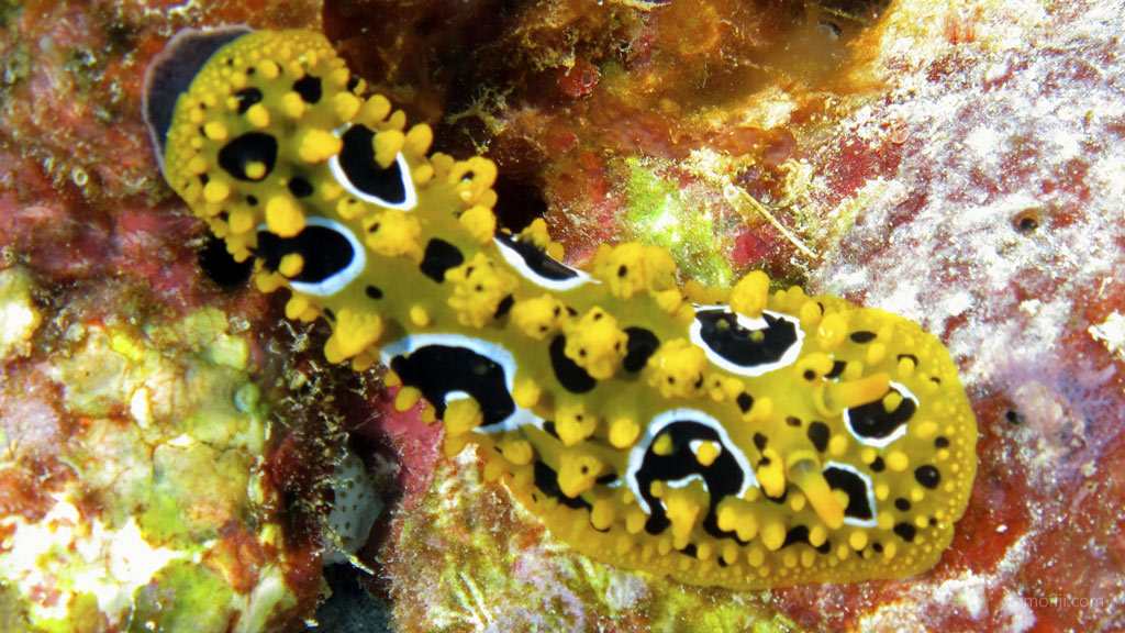 Oscellated Phyllidia at Coral Gardens diving Vomo in the Fiji Islands by Diveplanit