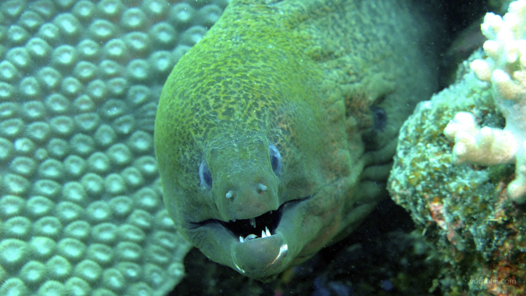 Moray Eel at Subway diving Vomo in the Fiji Islands by Diveplanit