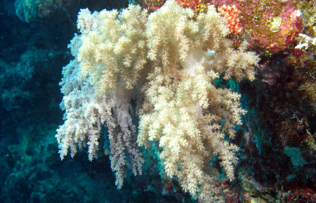 Soft coral in white at Coral Gardens diving Vomo in the Fiji Islands by Diveplanit