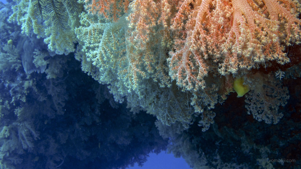 Swim through with hanging soft coral at Subway diving Vomo in the Fiji Islands by Diveplanit