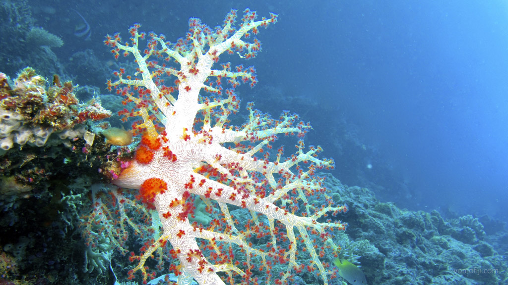 Soft coral tree at Subway diving Vomo in the Fiji Islands by Diveplanit