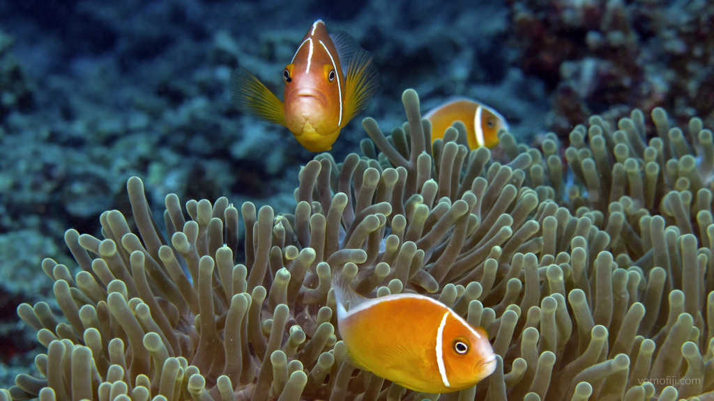 Pink anemonefish at Vomo House Reef diving Vomo in the Fiji Islands by Diveplanit