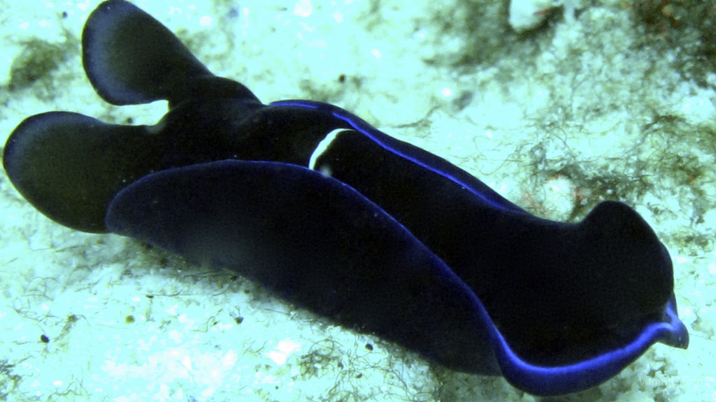Gardiniers Headshield slug at Coral Gardens diving Vomo in the Fiji Islands by Diveplanit