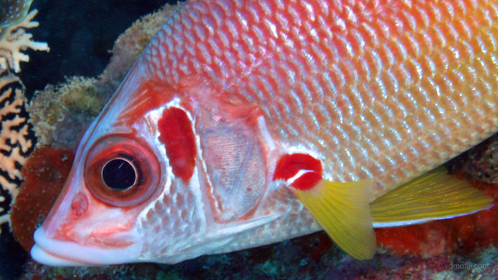 Giant Squirrelfish at Subway diving Vomo in the Fiji Islands by Diveplanit