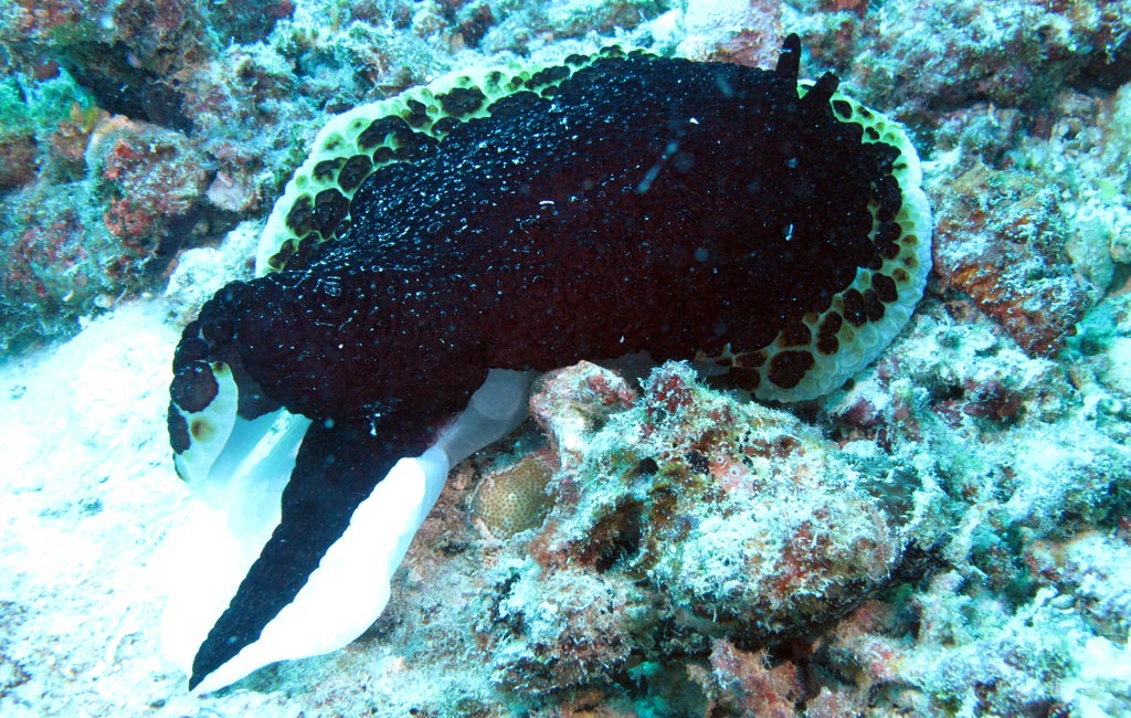 Undefined Nudi at Vomo House Reef diving Vomo in the Fiji Islands by Diveplanit