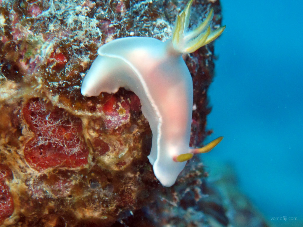 Plain Noumea in soft focus at Subway diving Vomo in the Fiji Islands by Diveplanit