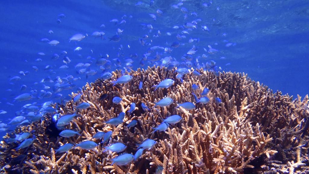 Small blue fish in staghorn at Vomo House Reef diving Vomo in the Fiji Islands by Diveplanit