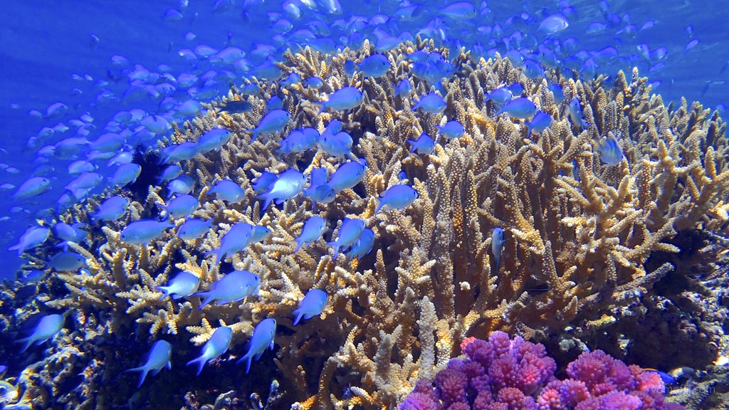 Small blue fish in staghorn with red coral at Vomo House Reef diving Vomo in the Fiji Islands by Diveplanit