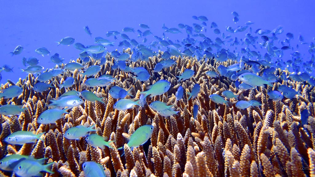 Small blue fish in staghorn at Coral Gardens diving Vomo in the Fiji Islands by Diveplanit