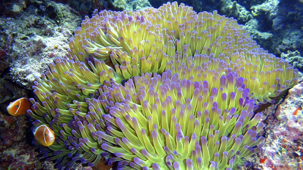 Anemone with pinks at Vomo House Reef diving Vomo in the Fiji Islands by Diveplanit