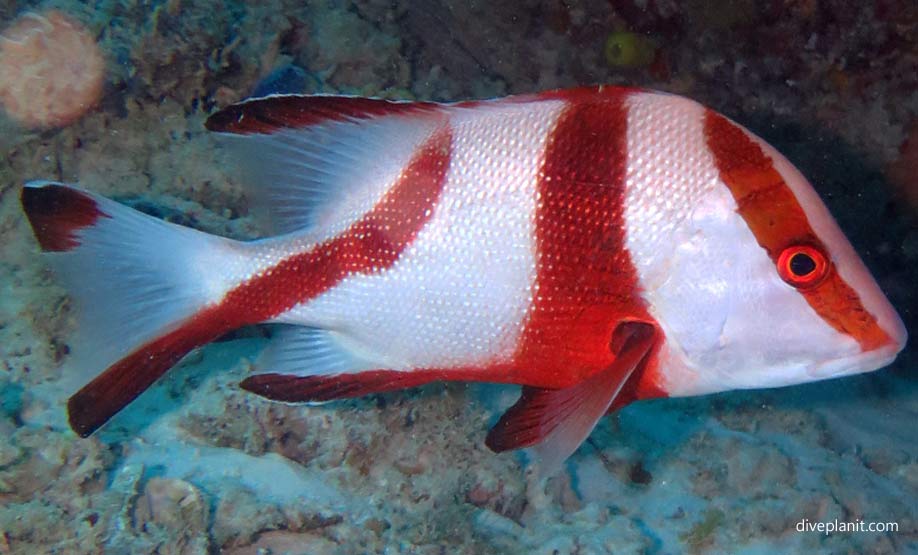 Red Emperor Snapper (Lutjanus sebae) in the family of Snapper (LUTJANIDAE). Taken at Heron Island by: diveplanit.com