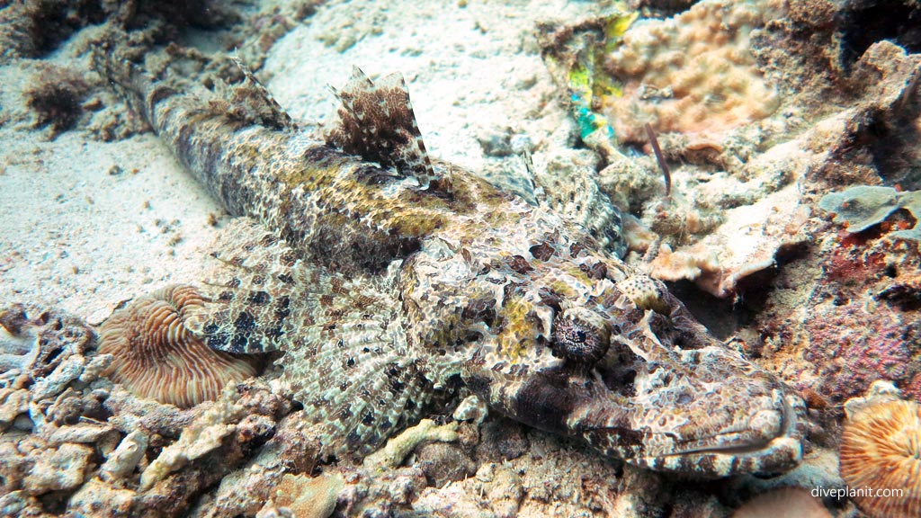 Crocodile flathead diving Panglima Reef at Mabul Sabah Malaysia by Diveplanit