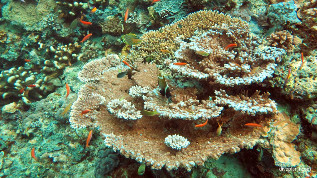 Pretty coral stacks everywhere at Coral Gardens diving Sipadan Sabah Malaysia by Diveplanit
